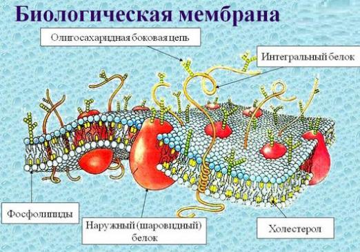 Шта је мембрана?