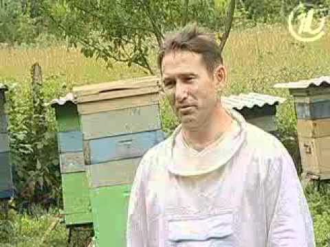 Како медене пчеле чине мед?
