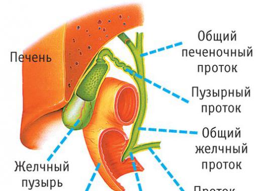 Где се налази жучна кесица?