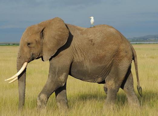 Која је разлика између афричког слона и индијског слона?