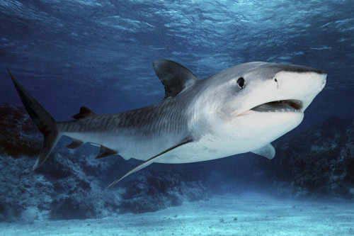 Како изгледа ајкула?