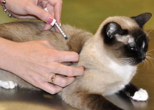 Које вакцине раде мачке?