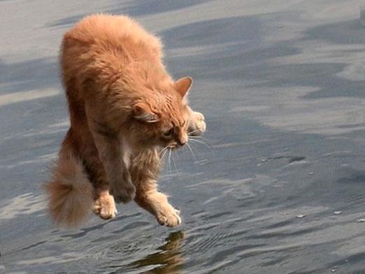 Зашто се мачке плаше воде?