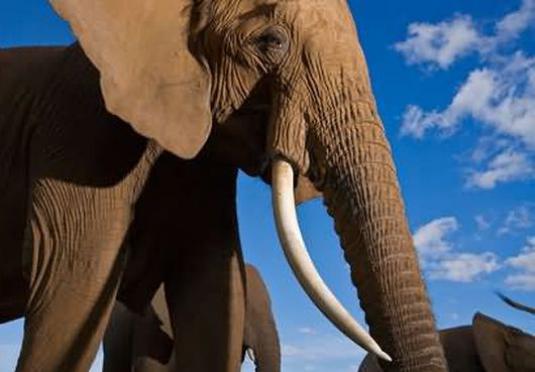 Колико слон тежи?